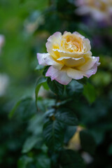 Rose in blossom