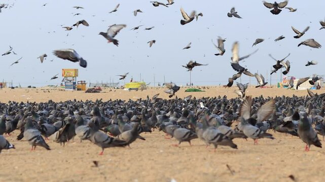 Huge number of pigeons gathered in the early morning to eat the seeds feeding by the crowd in the Marina beach