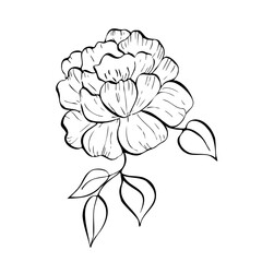 Vector delicate peony, tulip, begonia, aster, eustoma, rosehip with leaves. Hand painted linear contour flower. Graphic clipart isolated. Botanical, tattoo and wedding illustration. For designers