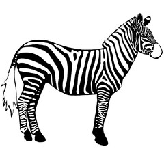 Realistic Illustration of a Standing Zebra