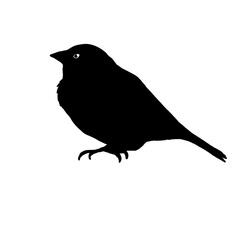 Silhouette of a Sparrow on a Branch
