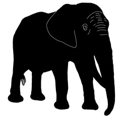 Silhouette of an Elephant Standing Side View