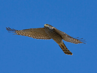 Eurasian sparrowhawk (Accipiter nisus)