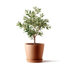 Fototapeta premium Indoor plant care tips for olive trees home blog post cozy environment close-up view sustainable living