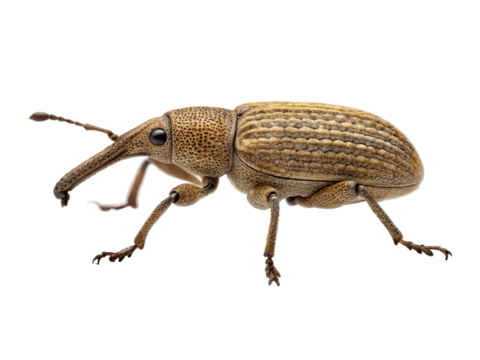 Close up of a weevil isolated on transparent background, showcasing its intricate details