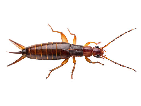 Earwig insect with antenna and forceps isolated on transparent background