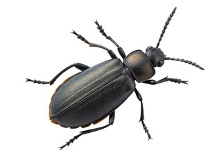 Black beetle, isolated on transparent background, detailed macro shot of insect