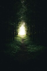 Fototapeta premium narrow forest trail surrounded green trees glowing light discovery