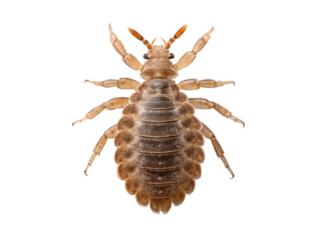 Head louse, pediculus humanus capitis, isolated on transparent background