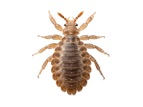 Head louse, pediculus humanus capitis, isolated on transparent background
