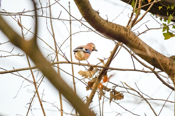 Back side of an Eurasian jay (Garrulus glandarius) bird that looking to the right side and standing on tree branches, North Rhine-Westphalia, Germany