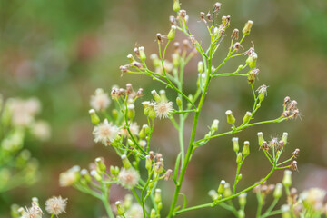 夏の終わりから秋にかけて咲くヒメムカシヨモギの花