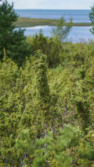 Fototapeta premium Close-up of young juniper berries. selective focus, macro. Medicinal plant and evergreen tree - the common juniper.