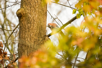 Eurasian jay (Garrulus glandarius) bird looking at its own feet while sitting on a branch, North Rhine-Westphalia, Germany