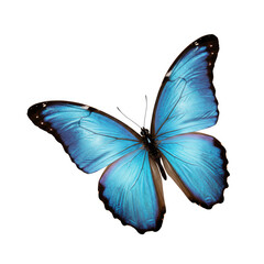 butterfly on a white background