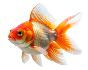 Oranda goldfish isolated on white background , PNG