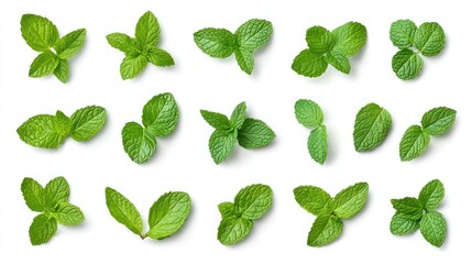 Fresh Mint Leaves Collection: A Vibrant Green Herbal Display