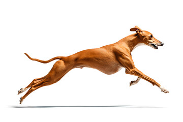 A brown dog jumps gracefully, showcasing its athleticism and speed in a playful moment full of energy