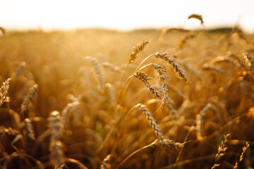 Close-up of ears of wheat gently swaying in a golden field. Rich harvest in an agricultural field...