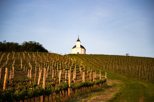 vineyard with Ter&eacute;zia Chapel near Tokaj (Tarcal)