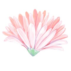 Pink gerbera flower fully bloomed watercolor botanical illustration isolated on white elegant soft floral element for wedding design greeting cards natural decor and spring feminine compositions