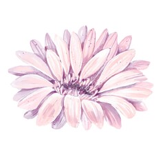 Pink gerbera flower fully bloomed watercolor botanical illustration isolated on white elegant soft floral element for wedding design greeting cards natural decor and spring feminine compositions