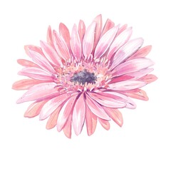 Pink gerbera flower fully bloomed watercolor botanical illustration isolated on white elegant soft floral element for wedding design greeting cards natural decor and spring feminine compositions