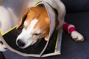An injured dog is currently recovering while wearing a cone and a supportive bandage