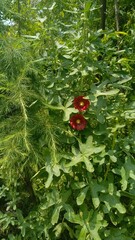 Red flower, 🌺🌻🌹🌷, flower tree