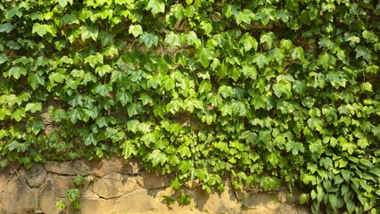 Green ivy growing densely on a stone wall under sunlight, ideal for eco backgrounds, nature design, urban gardening, and environmental visuals.