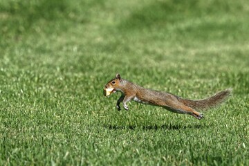 Obraz premium Squirrel leaping with food in a grassy field.