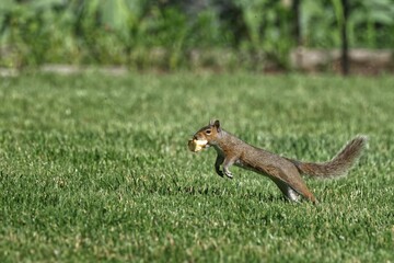 Obraz premium Squirrel Leaping with Food