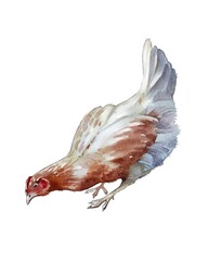 Colorful chicken illustrated in a dynamic pose showcases natural beauty and grace in this artistic representation