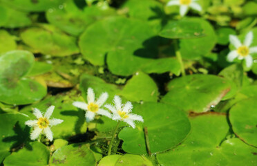 Closeup of a Tiny Snowflake Water Lily or White Water Fringe Amongst Vibrant Green Pads