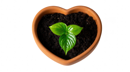 Small green plant in heart shaped pot isolated on transparent background
