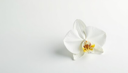 Delicate white orchid blossom on pure white background, soft, closeup