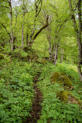 Fototapeta premium footpath in the woods