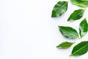 Green leaves border design isolated on white background