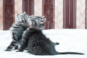Two playful kittens explore their surroundings while looking up in a cozy indoor setting