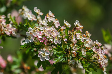 Crataegus monogyna, known as common hawthorn, whitethorn, one-seed hawthorn, or single-seeded hawthorn, is a species of flowering plant in the rose family.