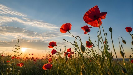 Obraz premium Vibrant Poppy Field at Sunset with Red Flowers and Golden Sky