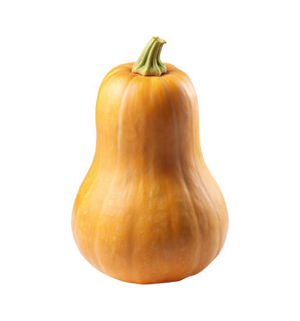 Studio shot of a butternut squash on a bright white background plain