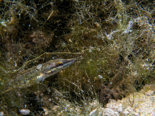 Juvenile Pike Camouflaged in Underwater Vegetation