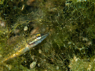 Juvenile Pike Camouflaged in Underwater Vegetation