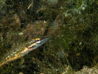 Juvenile Pike Camouflaged in Underwater Vegetation