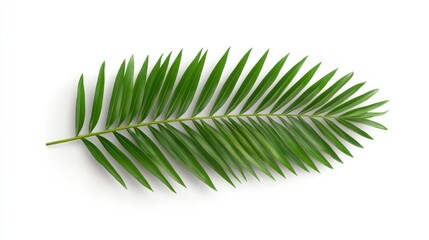 Vibrant Green Palm Frond on White Background