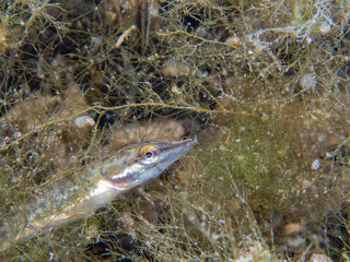 Juvenile Pike Camouflaged in Underwater Vegetation