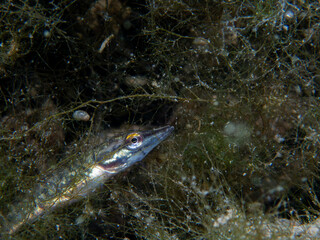 Juvenile Pike Camouflaged in Underwater Vegetation