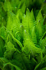Midsummer Day background. Lush Green Ferns. Symbol of Litha, Ligo night. 
