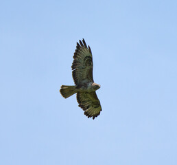 Buzzard in flight against sky